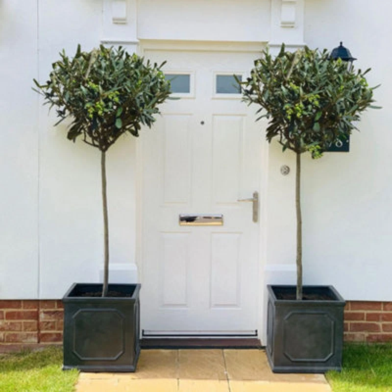 Image of Thompson & Morgan Olea (Olive) Europaea Std 80/90Cm Stem 18Cm Potted Plant X 1