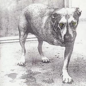 image of Alice In Chains by Alice in Chains CD Album