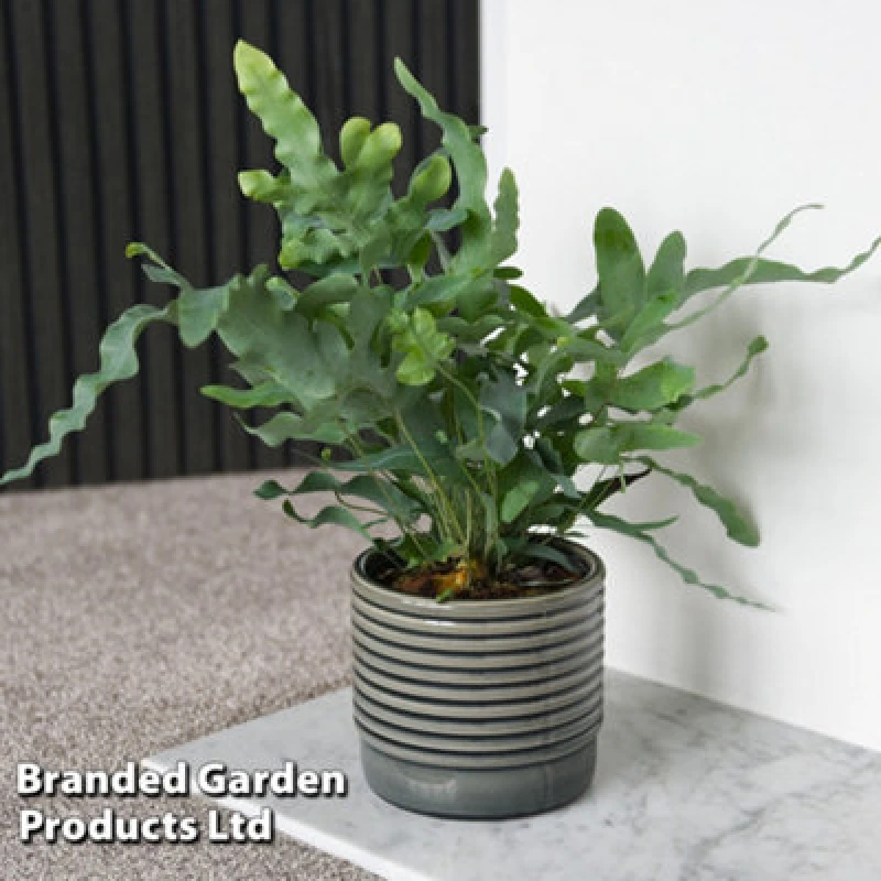 Image of Thompson & Morgan Houseplant Phlebodium Aureum Blue Star 12Cm Pot X 1