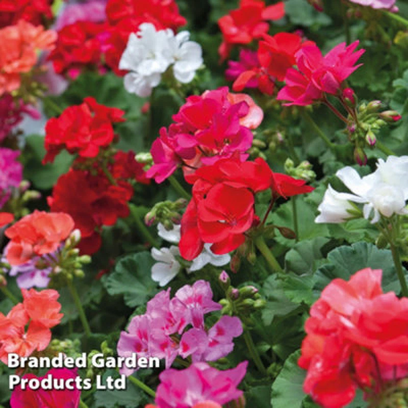 Image of Thompson & Morgan Geranium Pelargonium Zonal Jackpot Mixed 72 Plug Plants - Summer Colour - Ideal For Patio Containers & Garden Borders