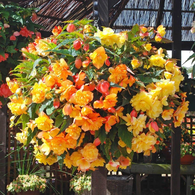 Image of YouGarden Begonia Tubers - Apricot Shades Mix (30 Tubers) Multi unisex 30 tubers