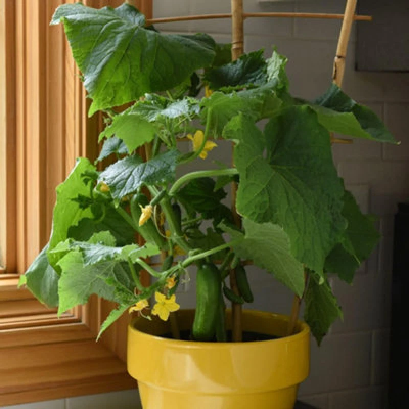 Image of Thompson & Morgan Cucumber Quick Snack F1 - Compact Dwarf Seedless Cocktail Fruit - Sweet & Crisp - Approx 4 Seeds
