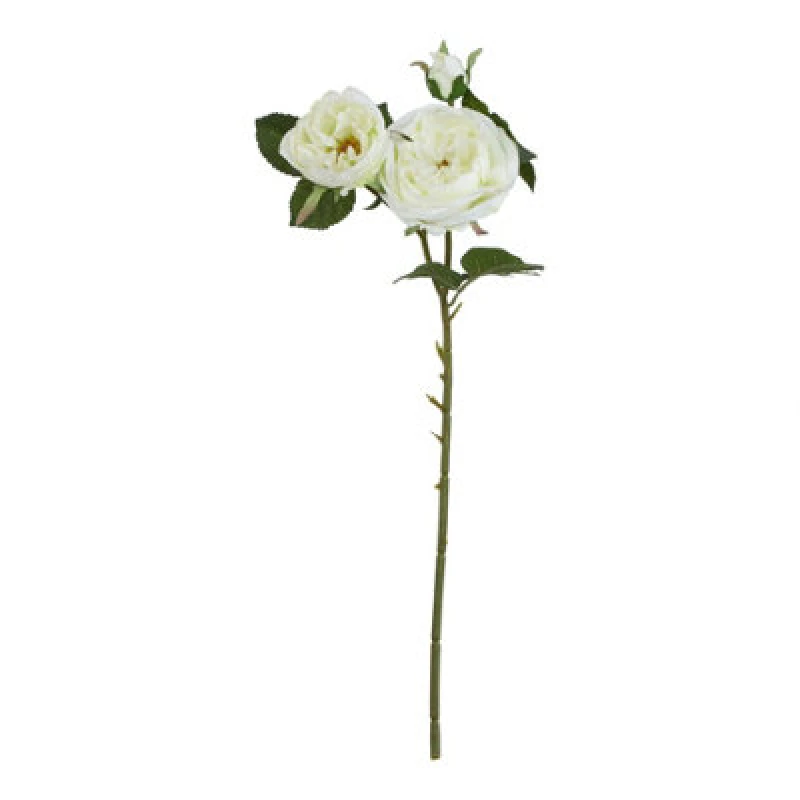 Image of The Natural Garden Collection White Charity Rose