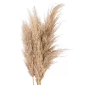 Image of Butter Pampas Grass