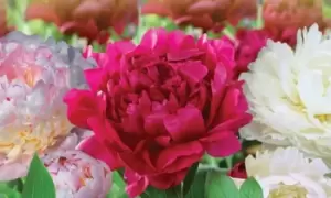 Image of Peony Collection: Three Plants