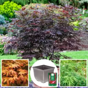 Image of YouGarden Japanese Maple Collection with Tulipa Planter Pots and Feed