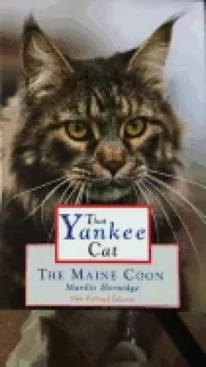 Image of that yankee cat the maine coon