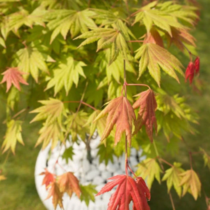 Image of Thompson & Morgan Acer Shirasawanum Moonrise 15Cm Potted Plant X 1