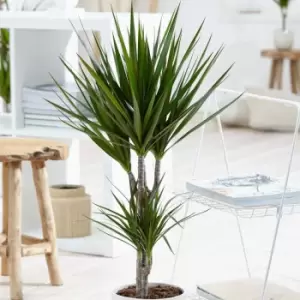 Image of YouGarden Dracaena Marginata 2 Stem 30 To 15Cm In 17Cm Grow Pot