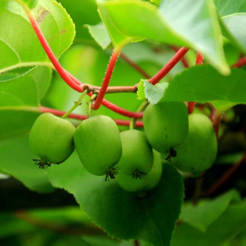 Image of Thompson & Morgan Actinidia (Kiwi) Arguta Geneva 15Cm Pot X 1
