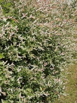 Image of Salix Integra Hakuro Nishiki 1.5L