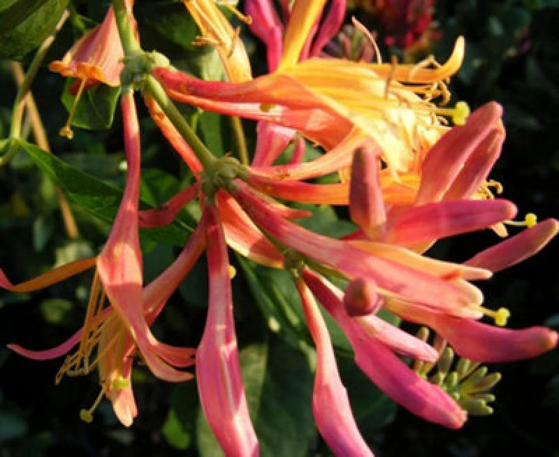 Image of Thompson & Morgan Honeysuckle Lonicera X Heckrotii Goldflame 3 Litre Potted Plant X 1