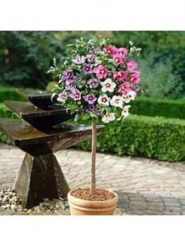 Image of Hibiscus Tricolour Standard 6L