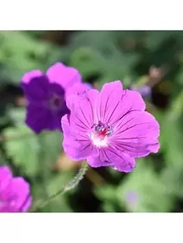 Image of Geranium 'Tiny Monster' - 3 X 9Cm Pots