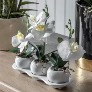 Image of Crossland Grove Orchid Trio W/Ceramic Tray 240X90X230Mm