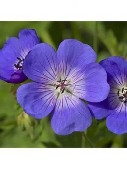 Image of Pair Of Hardy Geranium 'Rozanne' 2L Potted Plants
