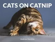 Image of Cats on Catnip