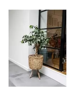 Image of Ivyline Water Hyacinth Planter On Legs