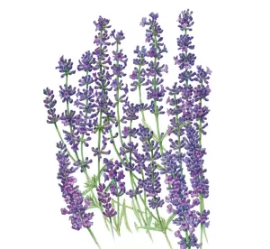 image of Lavender Munstead Pack Of 24