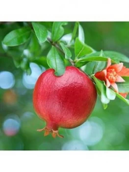 Image of Hardy Pomegranate Bush 2L Potted Plant