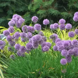 Image of Thompson & Morgan Thompson and Morgan Allium 'Medusa' 7cm Pot x 1