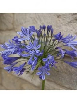 image of Agapanthus Africanus Blue 5L Potted Plant