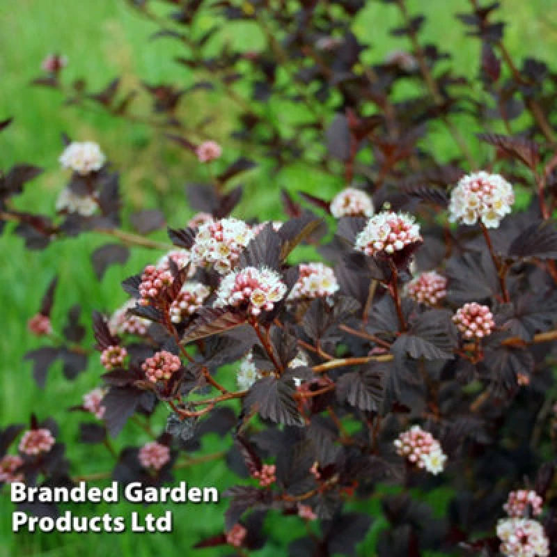 Image of Thompson & Morgan Physocarpus Opulilfolius Rubella 3 Litre Potted Plant X 1