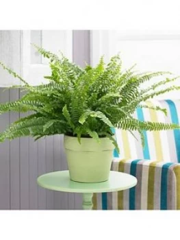 Image of Nephrolepis Excaltata Sonata 19Cm Hanging Pot 50 - 60Cm