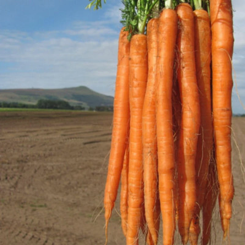 Image of Thompson & Morgan Carrot Excalibur F1 - Long Slender Orange Imperator - Hardy Annual Vegetable Garden Seeds