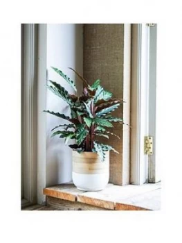 Image of Ivyline Bamboo White Planter