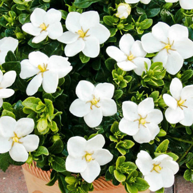 Image of You Garden Gardenia 'kleim's Hardy' In A 9Cm Pot