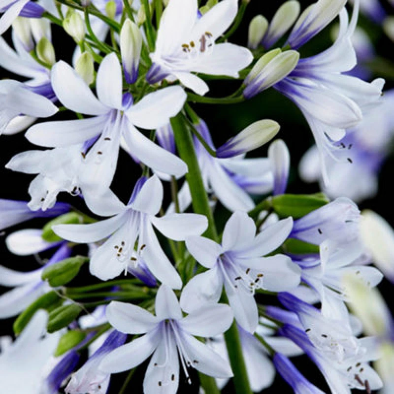Image of You Garden - 3 X Agapanthus 'fire Works' In 9Cm Pots - Garden Ready Agapanthus Plants Ready To Plant Out