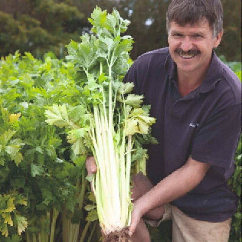 Image of Thompson & Morgan Loretta Celery Seeds - Self-Blanching Sweet Crunchy Stalks. Vigorous Hybrid. UK Garden Ideal. 350 Seeds.