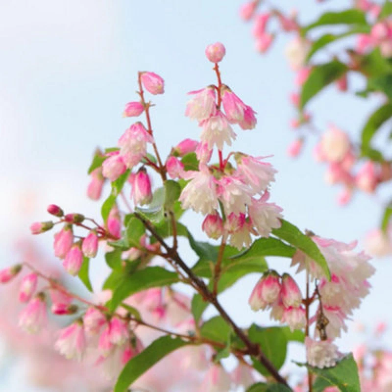 Image of Thompson & Morgan Deutzia Scabra 3 Litre Potted Plant X 1