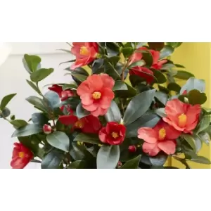 Image of Thompson & Morgan Thompson and Morgan Camellia '1001 Summer Nights' Jasmine 10.5cm pot - 2 plant