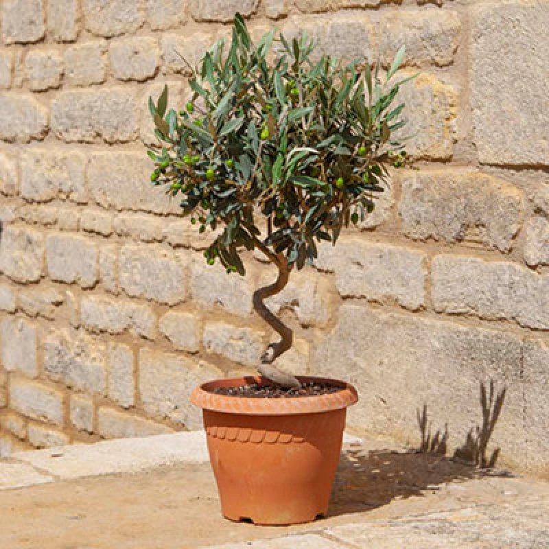 Image of You Garden Pair Of Spiral Olive Trees One Colour W7Y8F Unisex