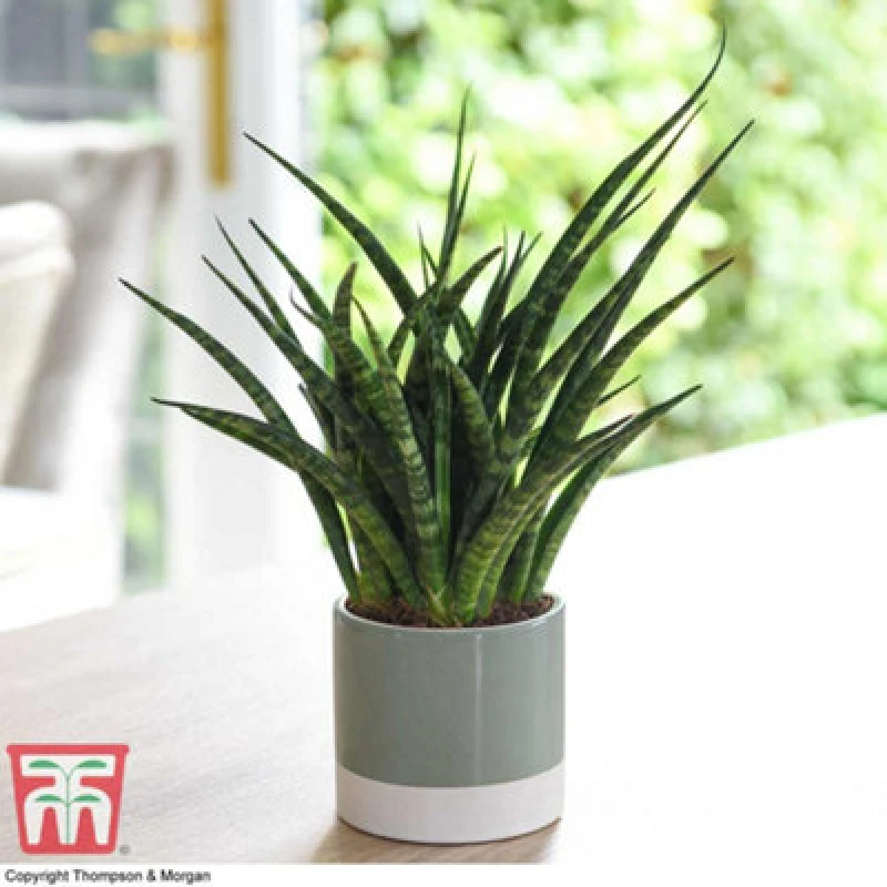 Image of Thompson & Morgan Houseplant - Sansevieria Fernwood - African Spear Plant X 1 (8Cm Pot)