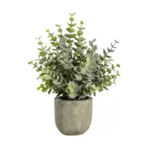 Image of Crossland Grove Eucalyptus W/Rustic Pot Small 200X200X160Mm