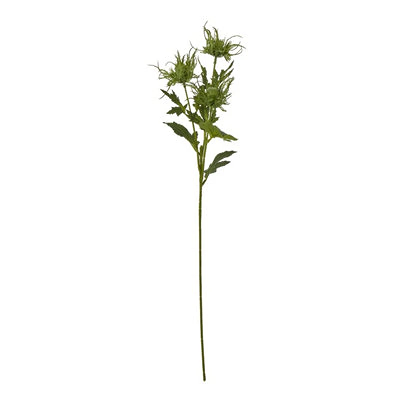 Image of Green Sea Holly Spray