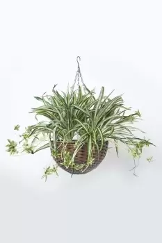 Image of Artificial Hanging Basket Spider Plant, 60 cm