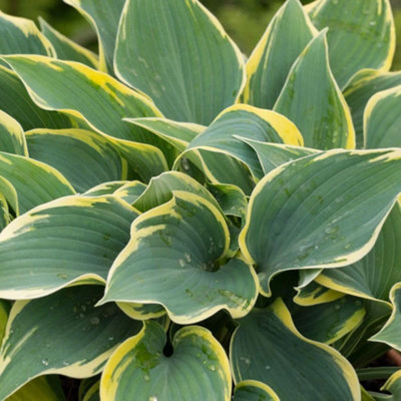 Image of Thompson & Morgan Hosta First Frost 9Cm Potted Plant X 1