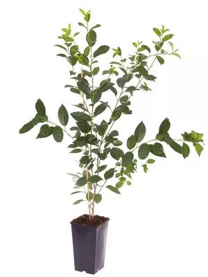 Image of Compact Sweet Cherry Bush Athos 3L