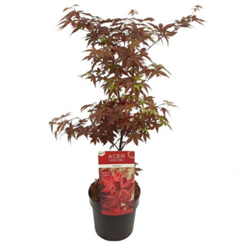 Image of Thompson & Morgan Acer Palmatum Little Red 3 Litre Potted Plant X 1