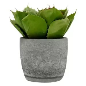Image of Olivia's Large Succulent With Cement Pot