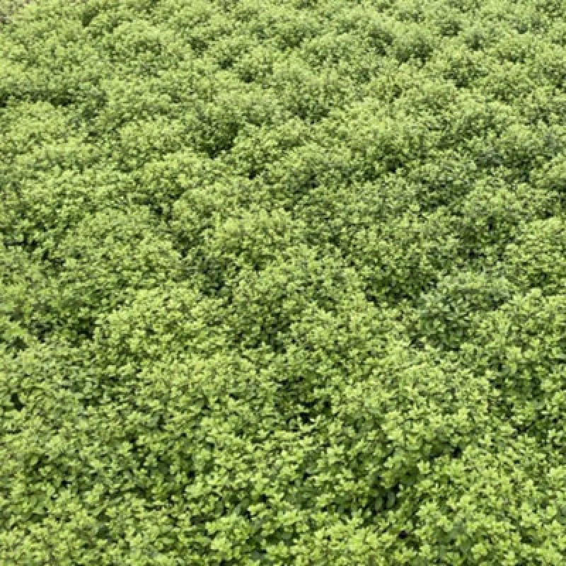 Image of Thompson & Morgan Pittosporum Tenuifolium Golf Ball 3 Litre Potted Plant X 1