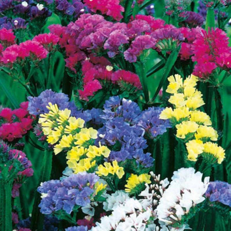 Image of Thompson & Morgan Statice Special Mix 1 Seed Packet (80 Seeds)