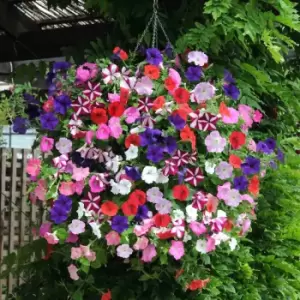 Image of YouGarden Petunia 'Easy Wave Ultimate Mixed' Garden Ready Plants