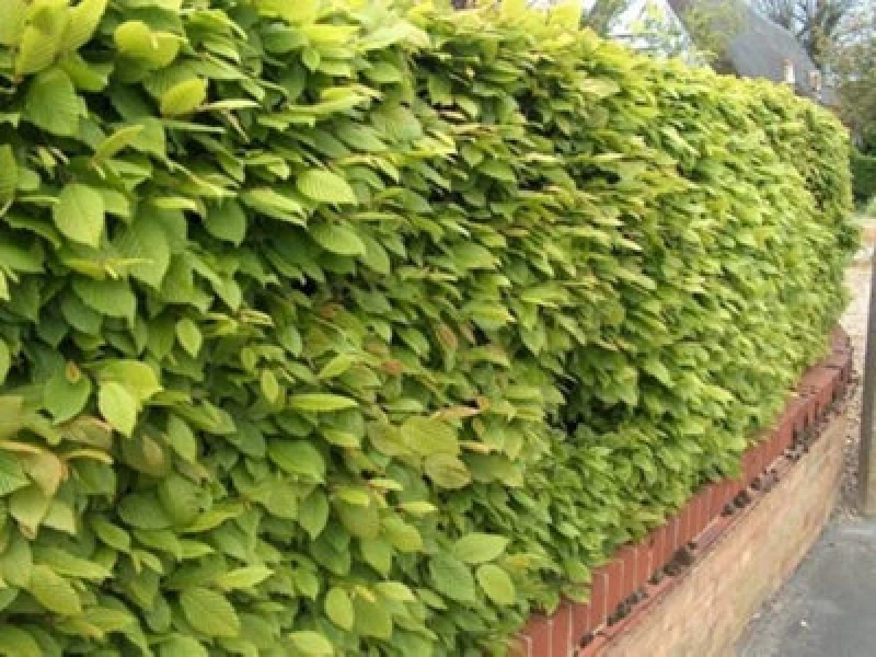 Image of Inspirational Gifting 1-2ft Hornbeam (Carpinus Betulus) Field Grown Semi-Evergreen Native Hedge Plants - Pack Of 10