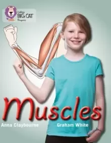 Image of Muscles : Band 03 Yellow/Band 16 Sapphire