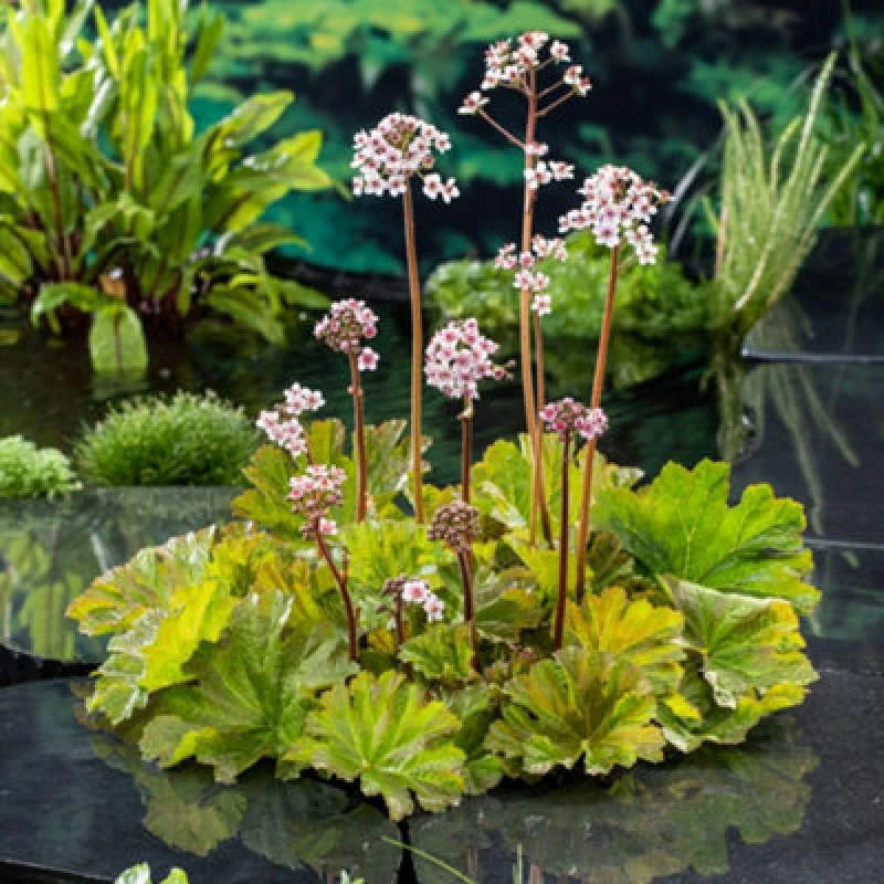 Image of Thompson & Morgan Darmera Peltata 9Cm Potted Plant X 1
